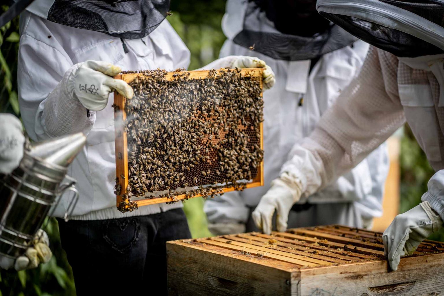 Bienen_AG